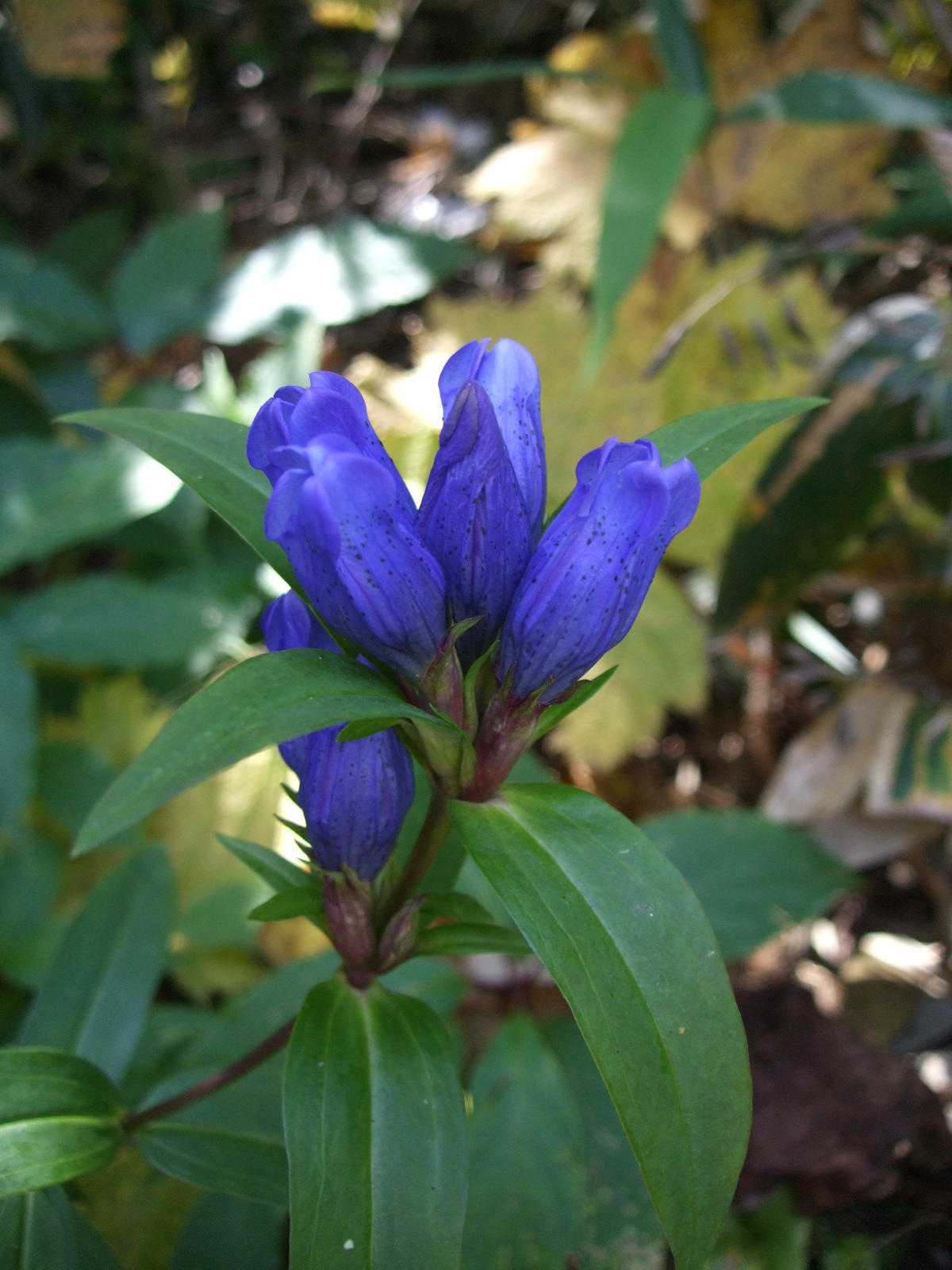 Gentiana triflora
