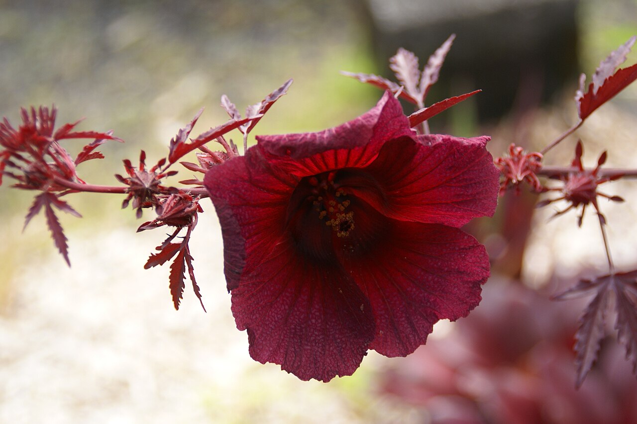 Hibiscus acetosella