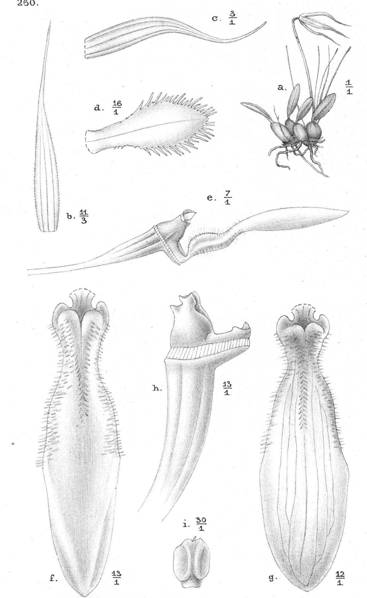 Bulbophyllum bigibbosum
