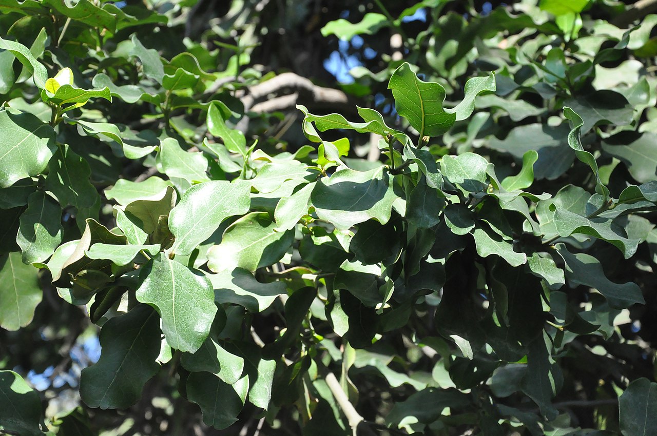 Beilschmiedia berteroana