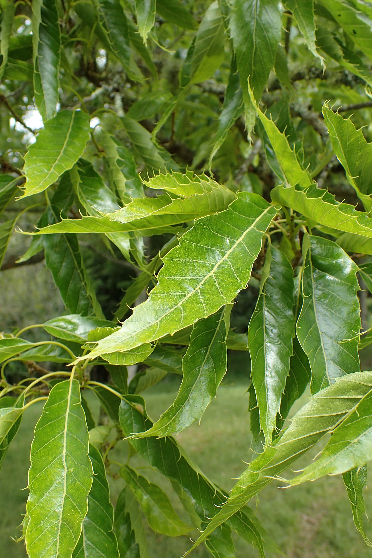 Quercus chenii