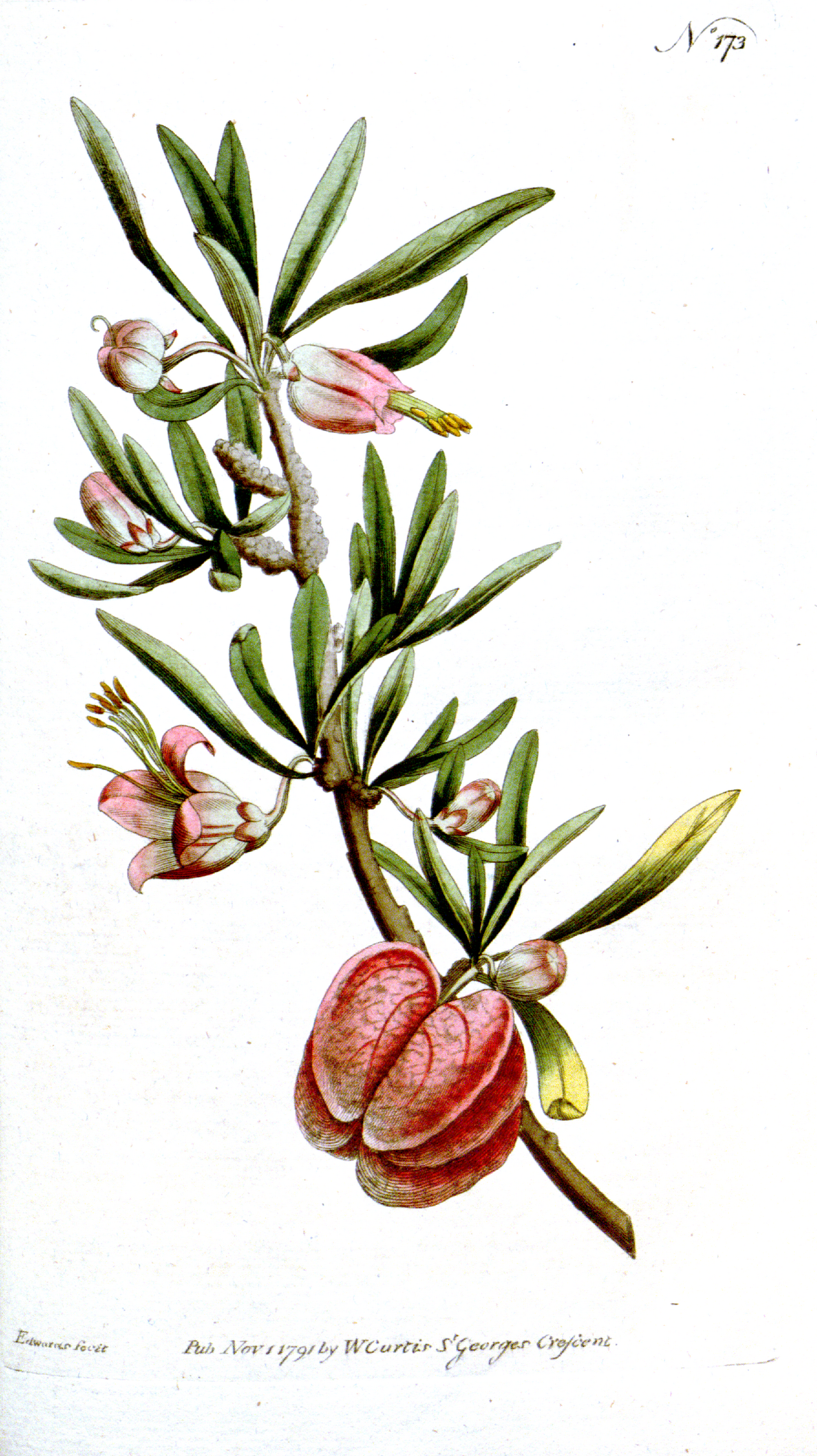 Nymania capensis