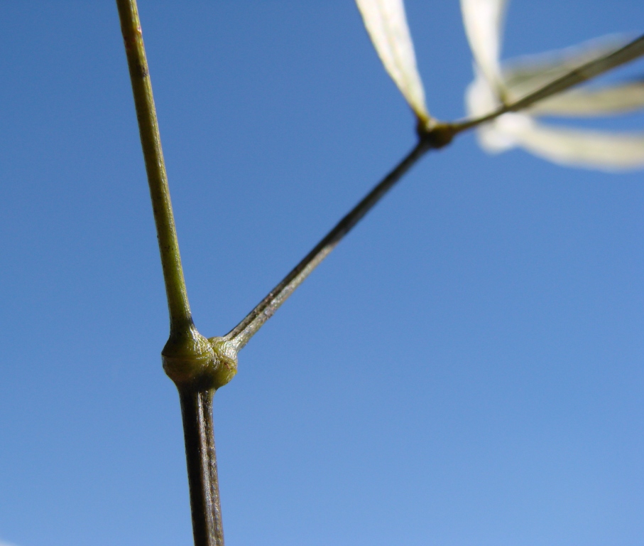Adenocalymma nodosum