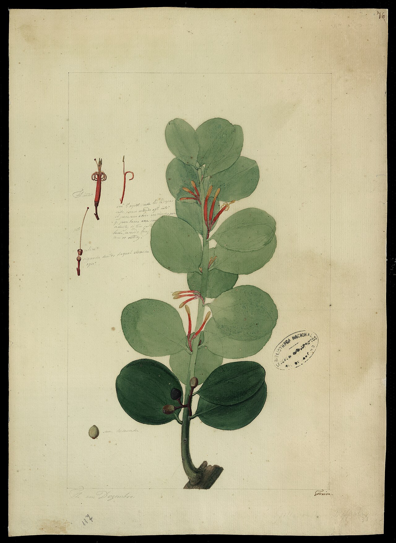 Passovia pyrifolia