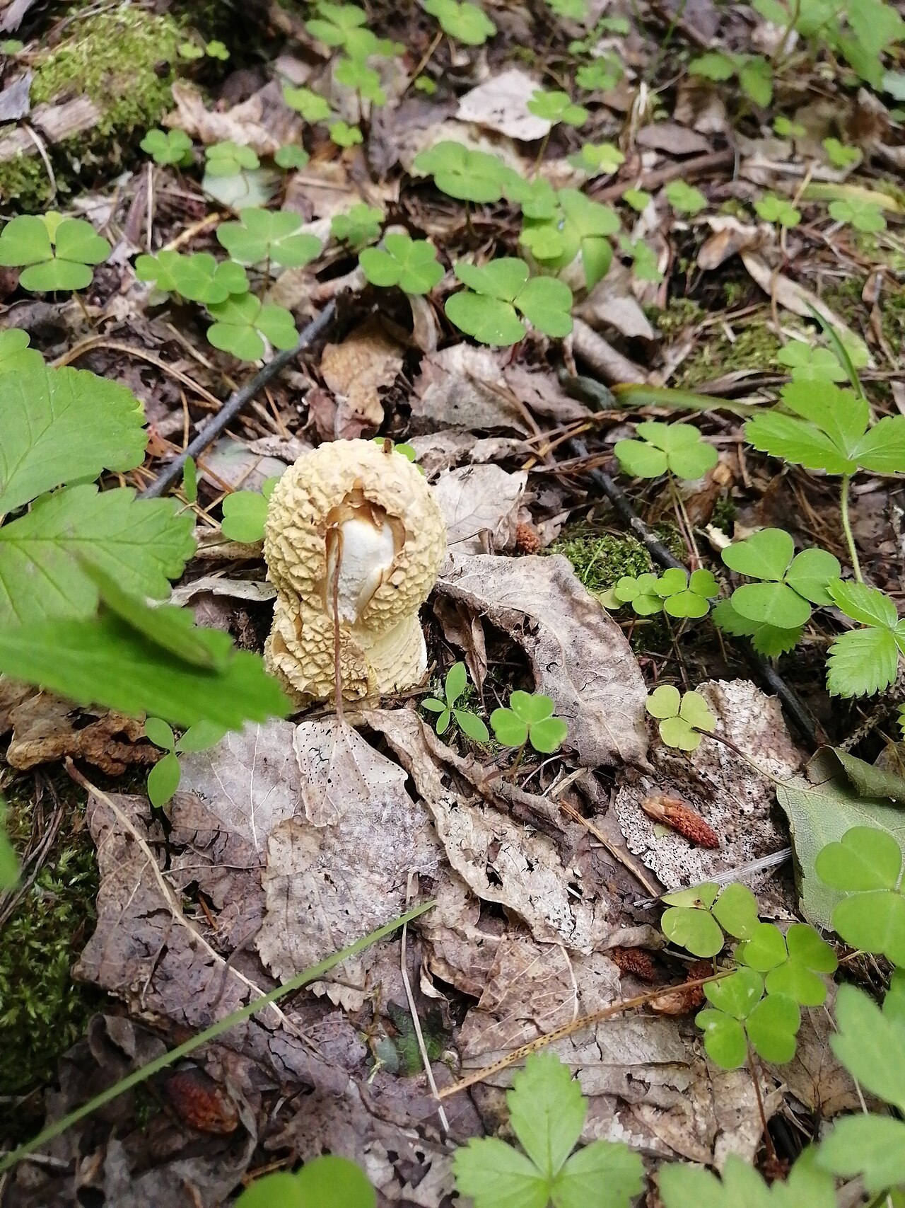 Royal fly agaric or the king of Sweden A