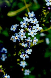 Hackelia micrantha