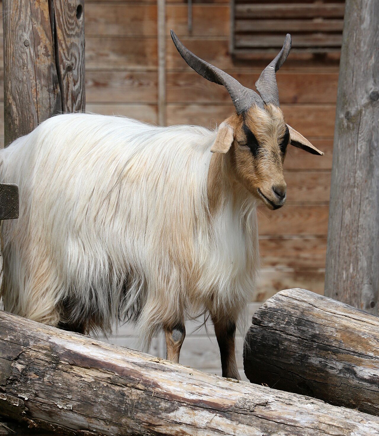 Malashevska goat