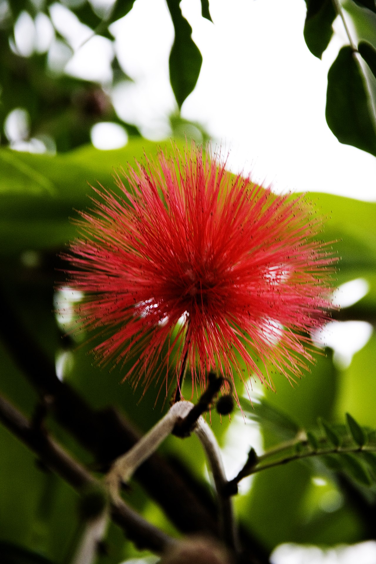 Calliandra grandiflora