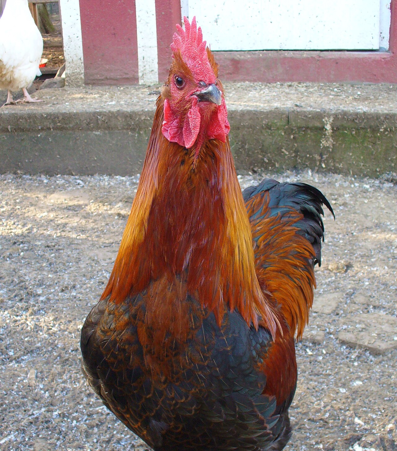 German Langshan