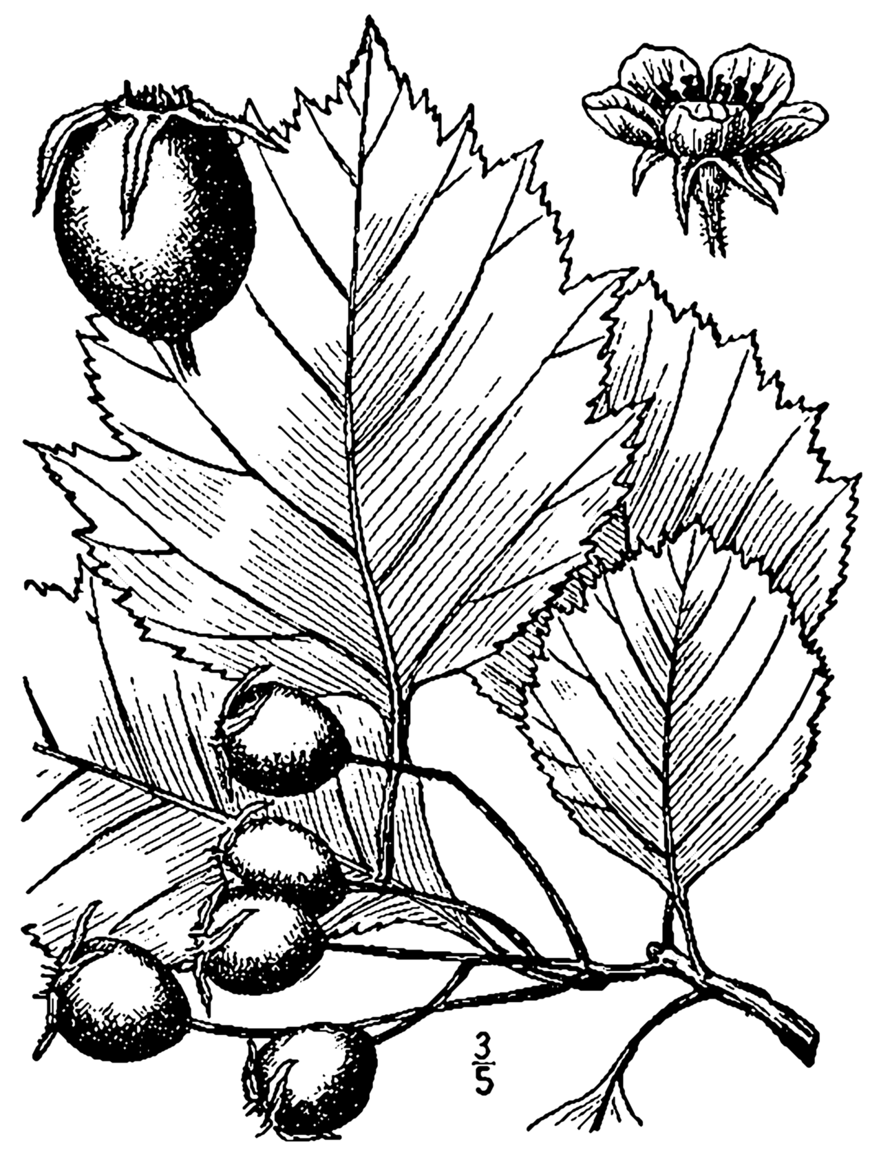 Crataegus jonesiae