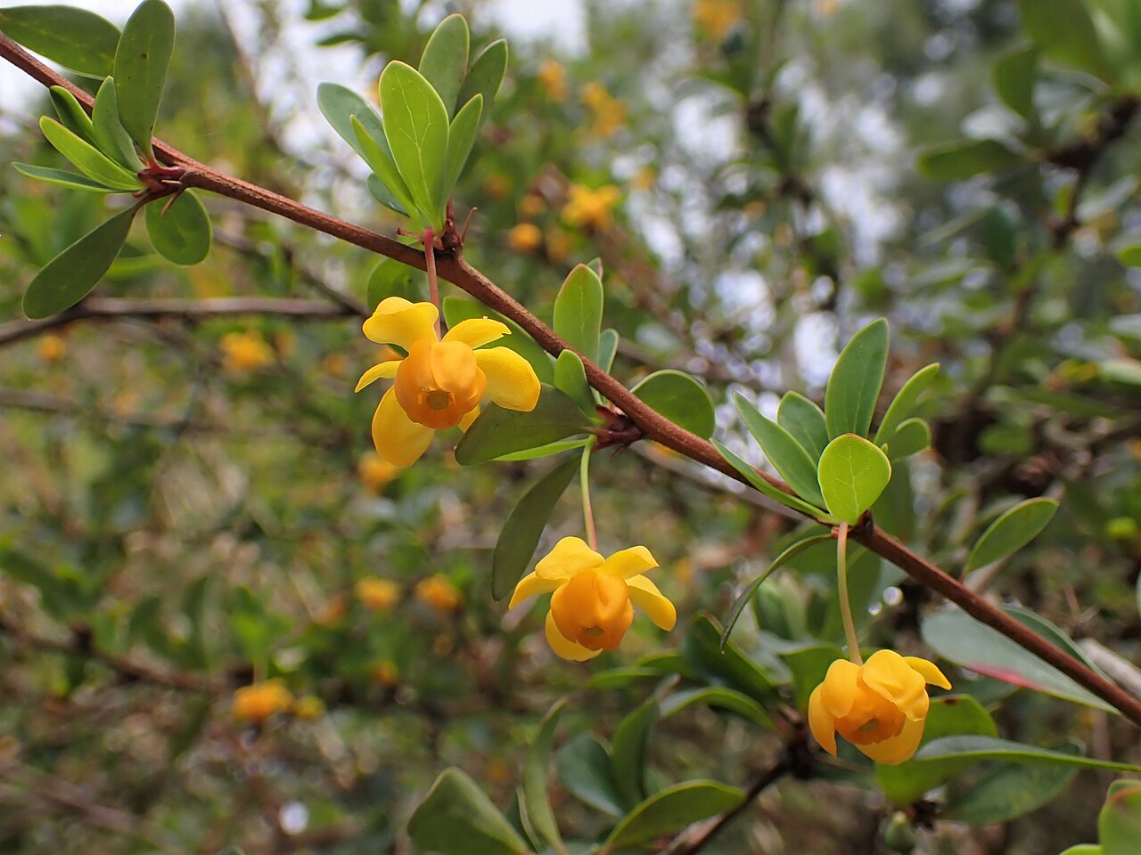 Berberis microphylla