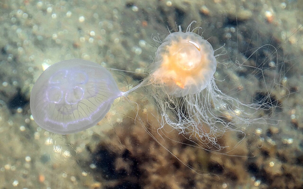 Cyanea capillata