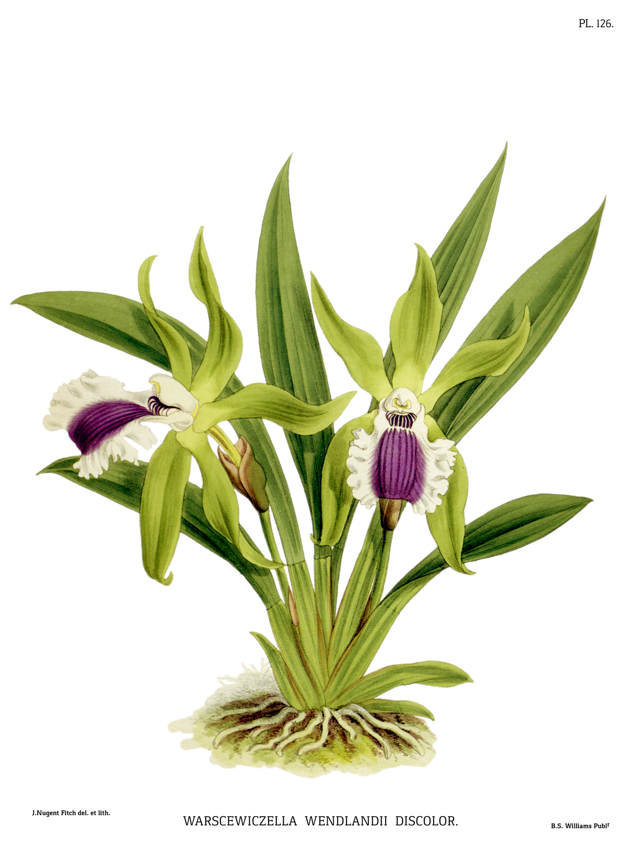 Cochleanthes aromatica