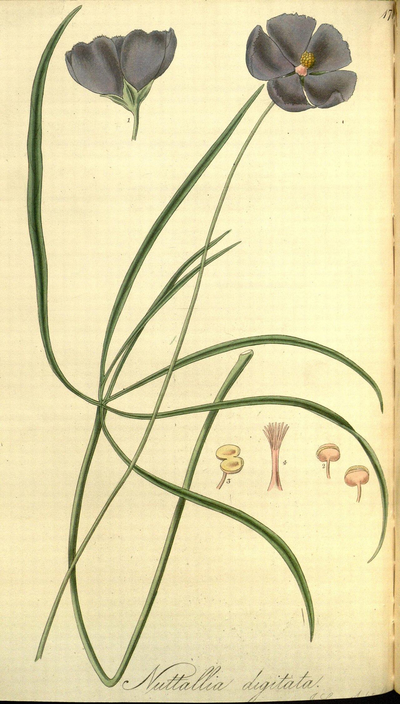 Callirhoe digitata