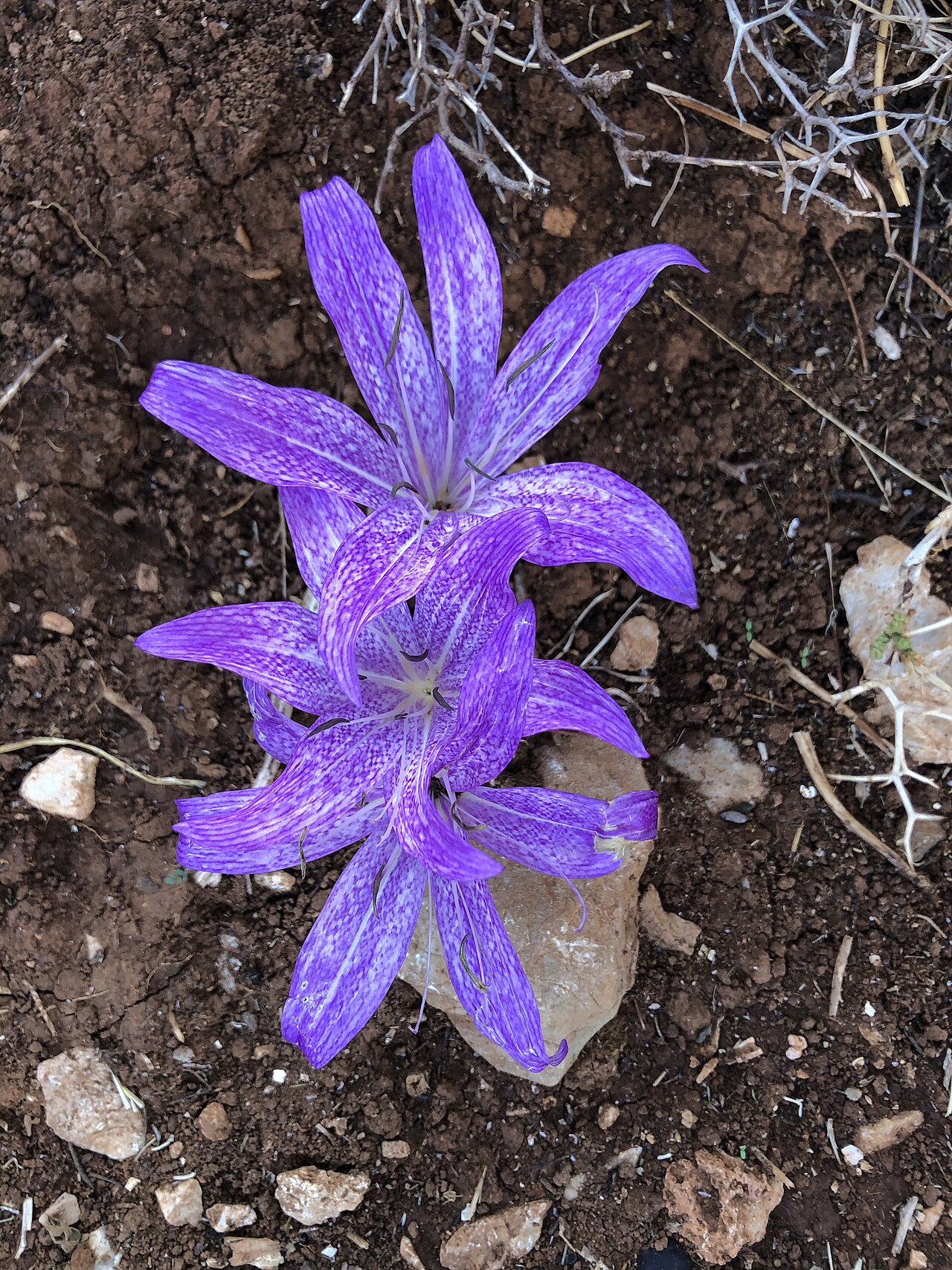 Colchicum macrophyllum