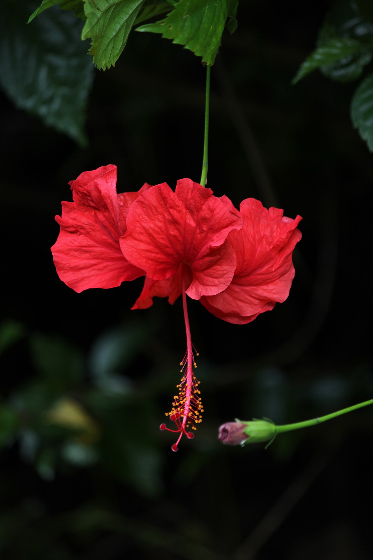 Hibiscus dioscorides