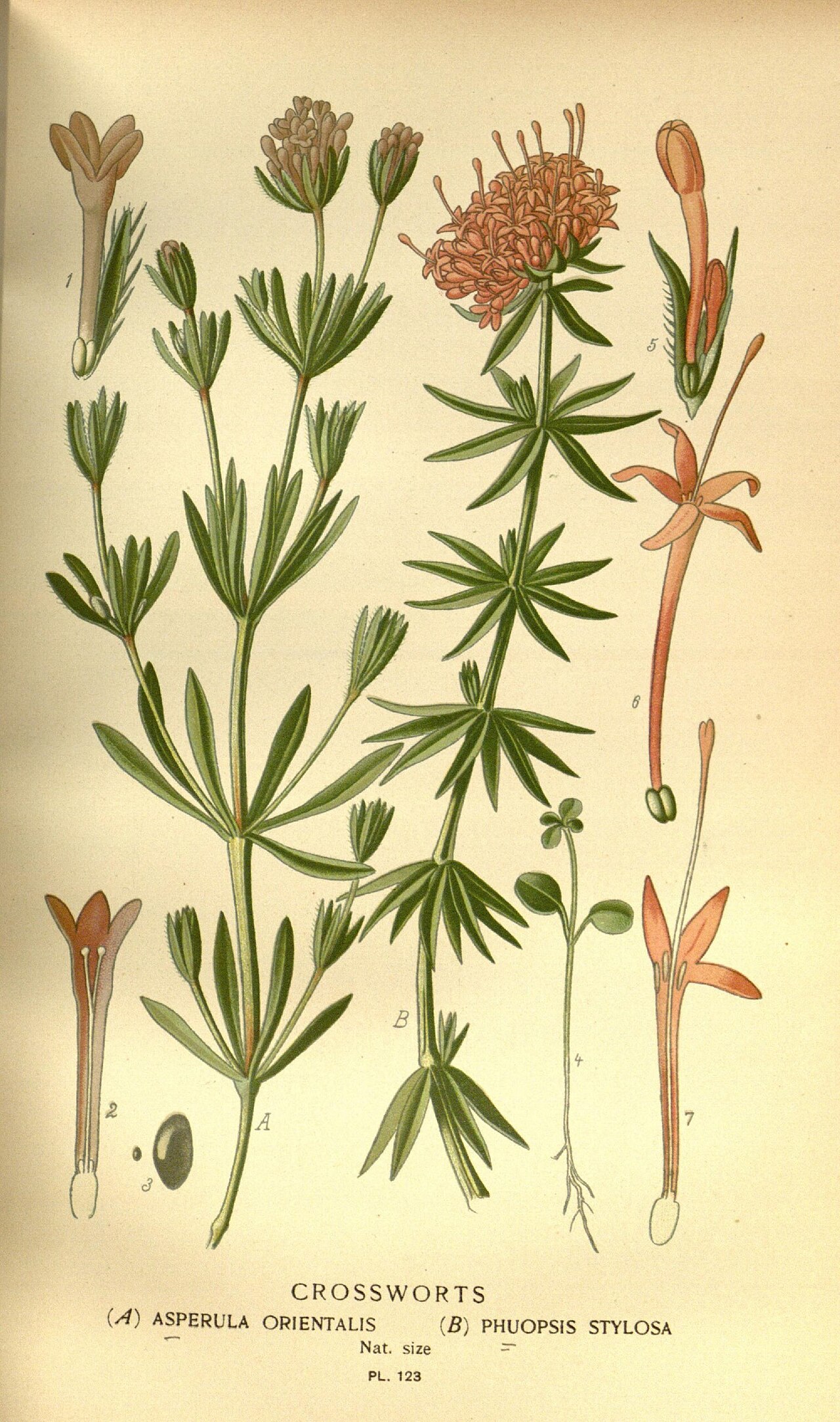 Asperula orientalis