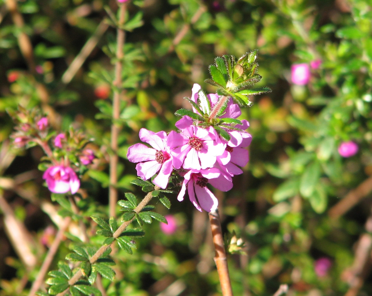 Grampians bauera