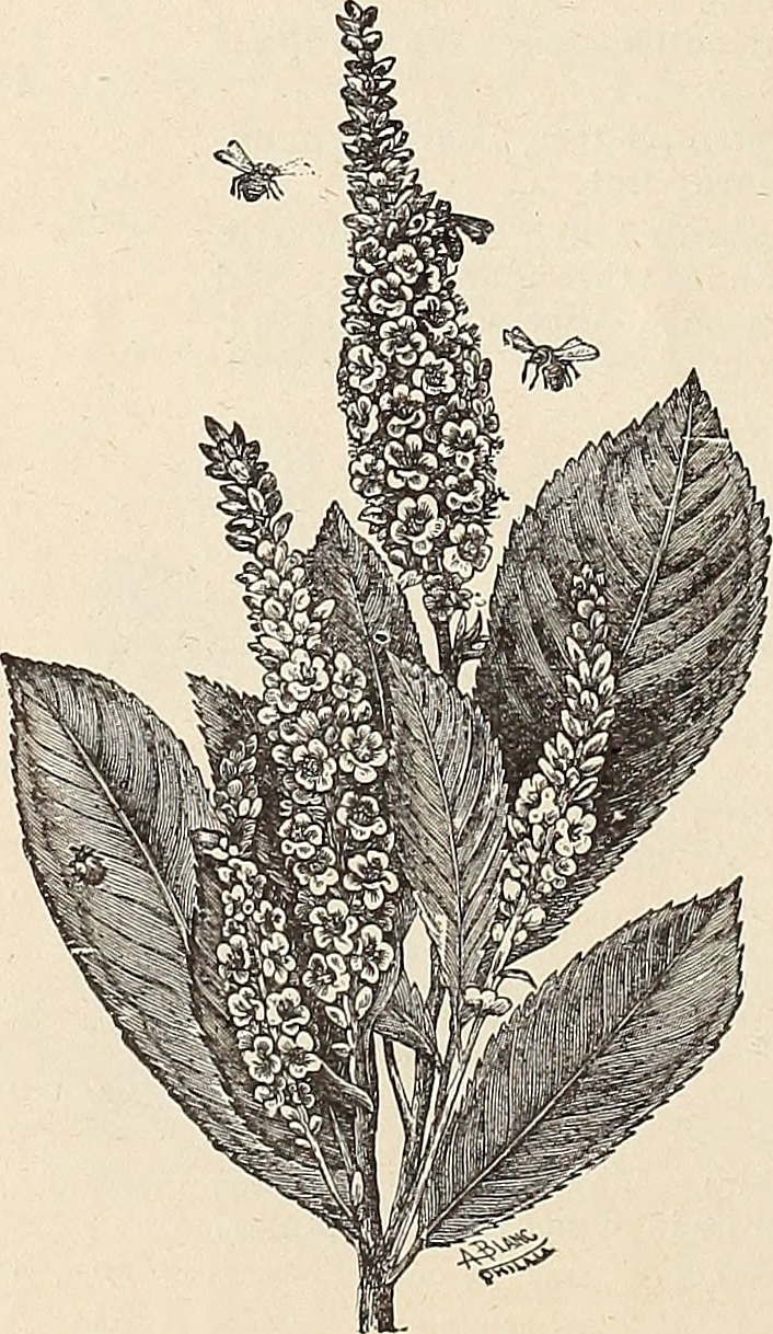 Clethra quercifolia