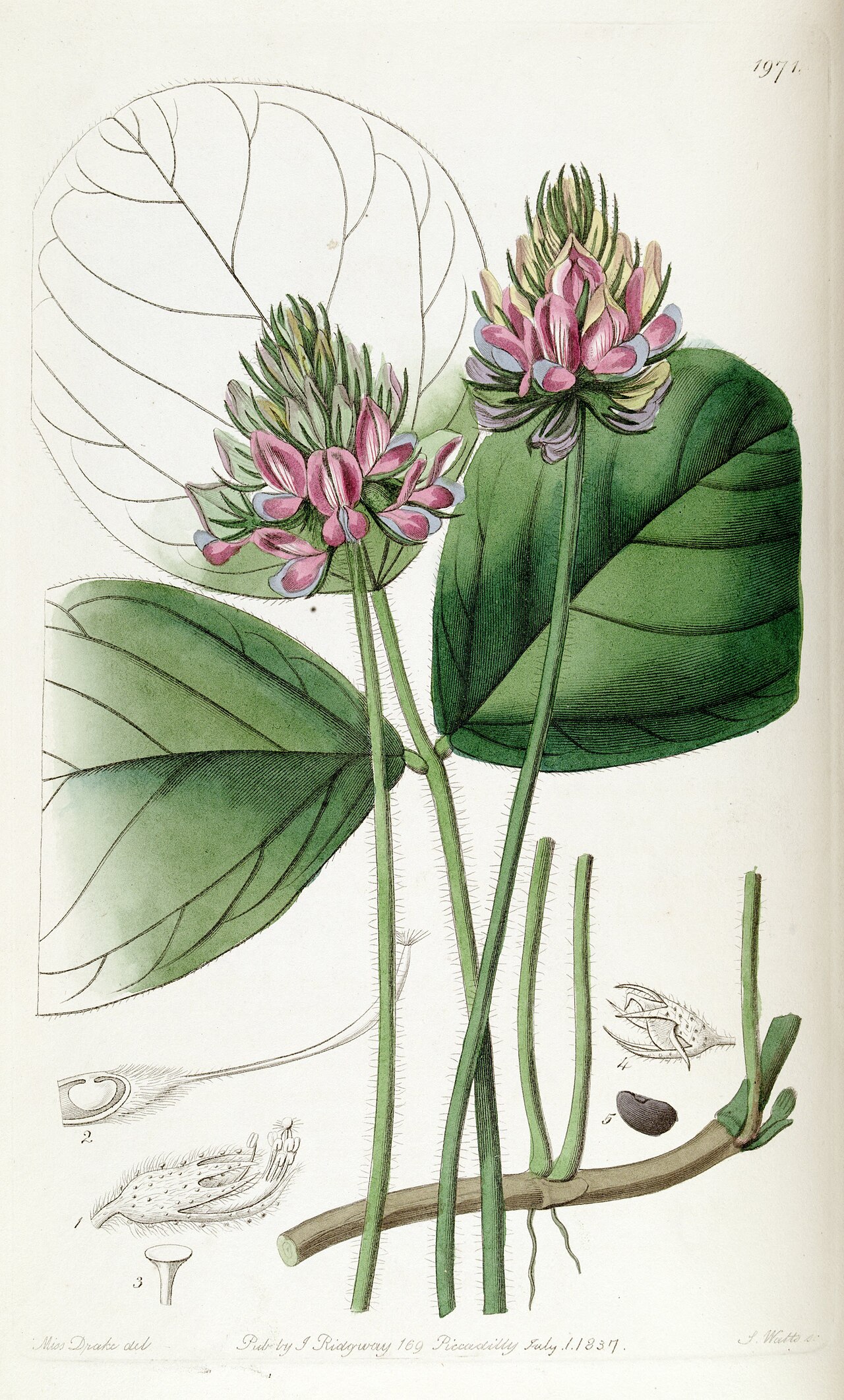 Hoita orbicularis