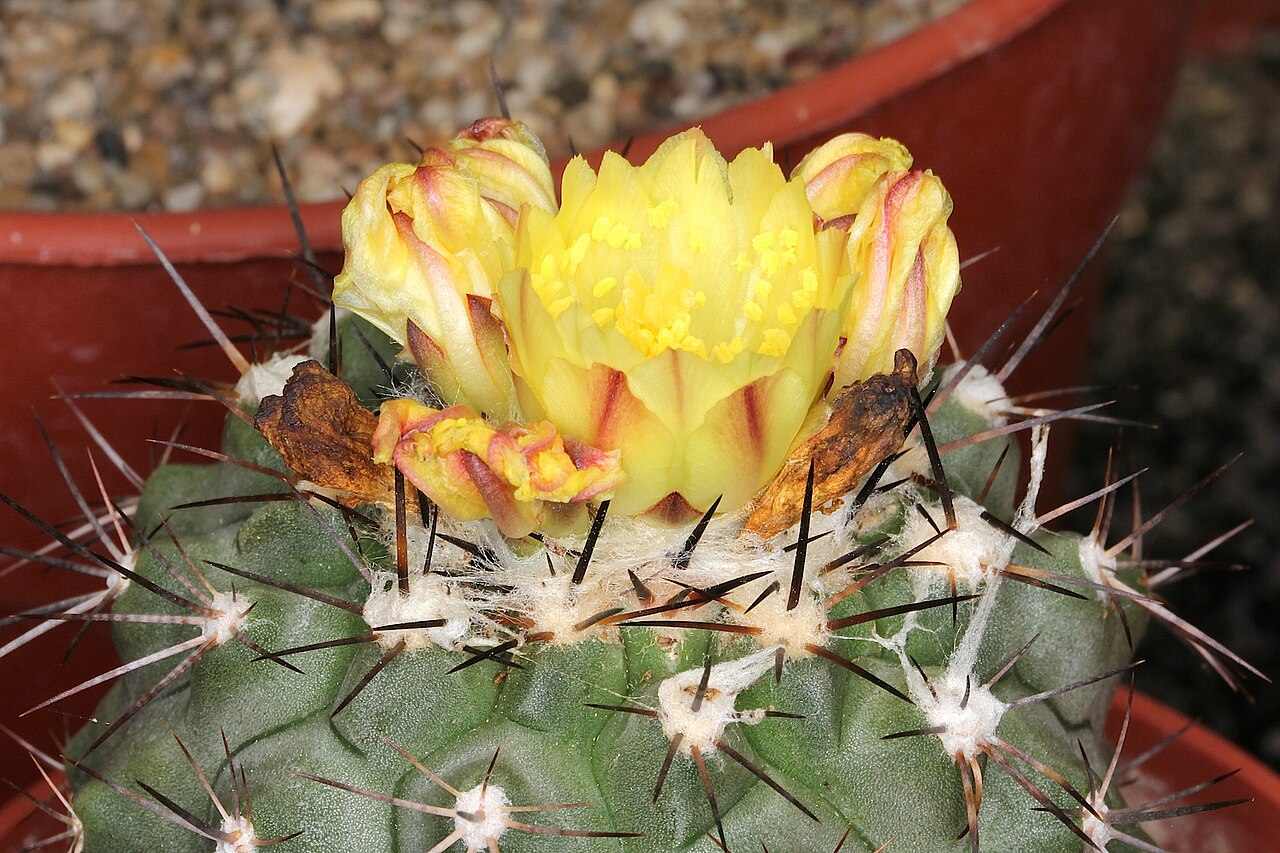 Copiapoa mollicula