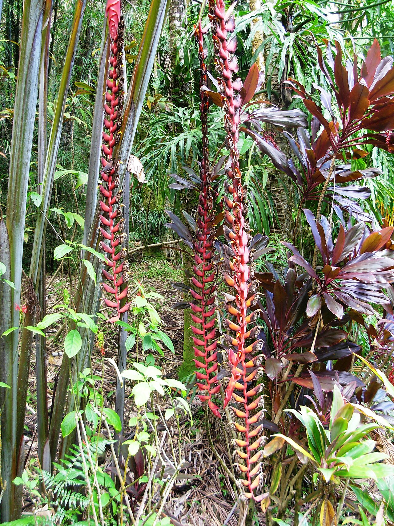 Heliconia longa