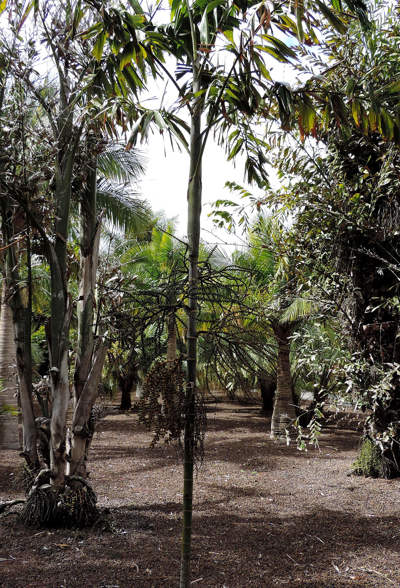 Ptychosperma caryotoides