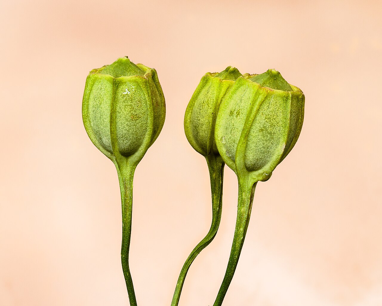 Alstroemeria pulchella