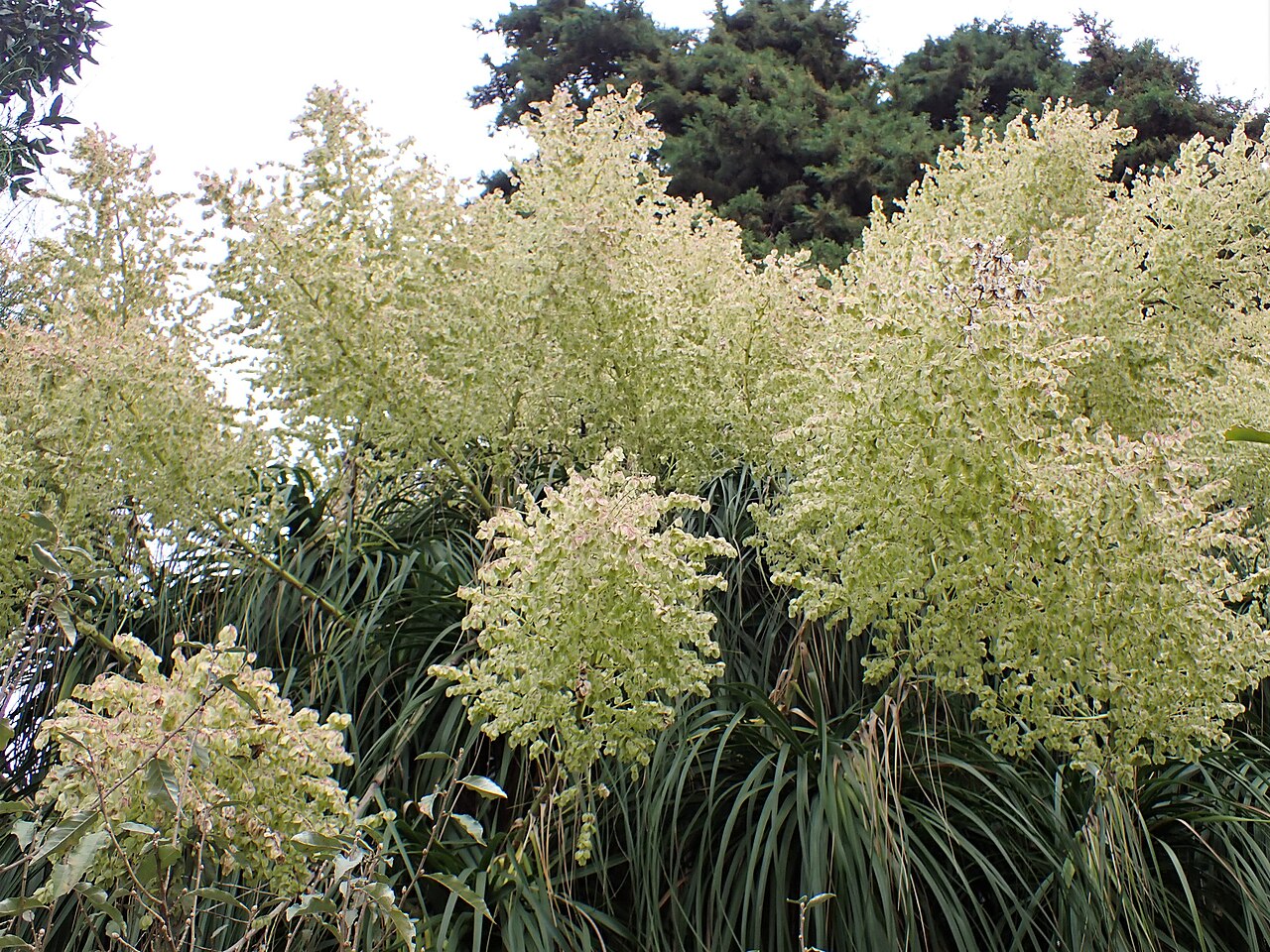 Beaucarnea recurvata
