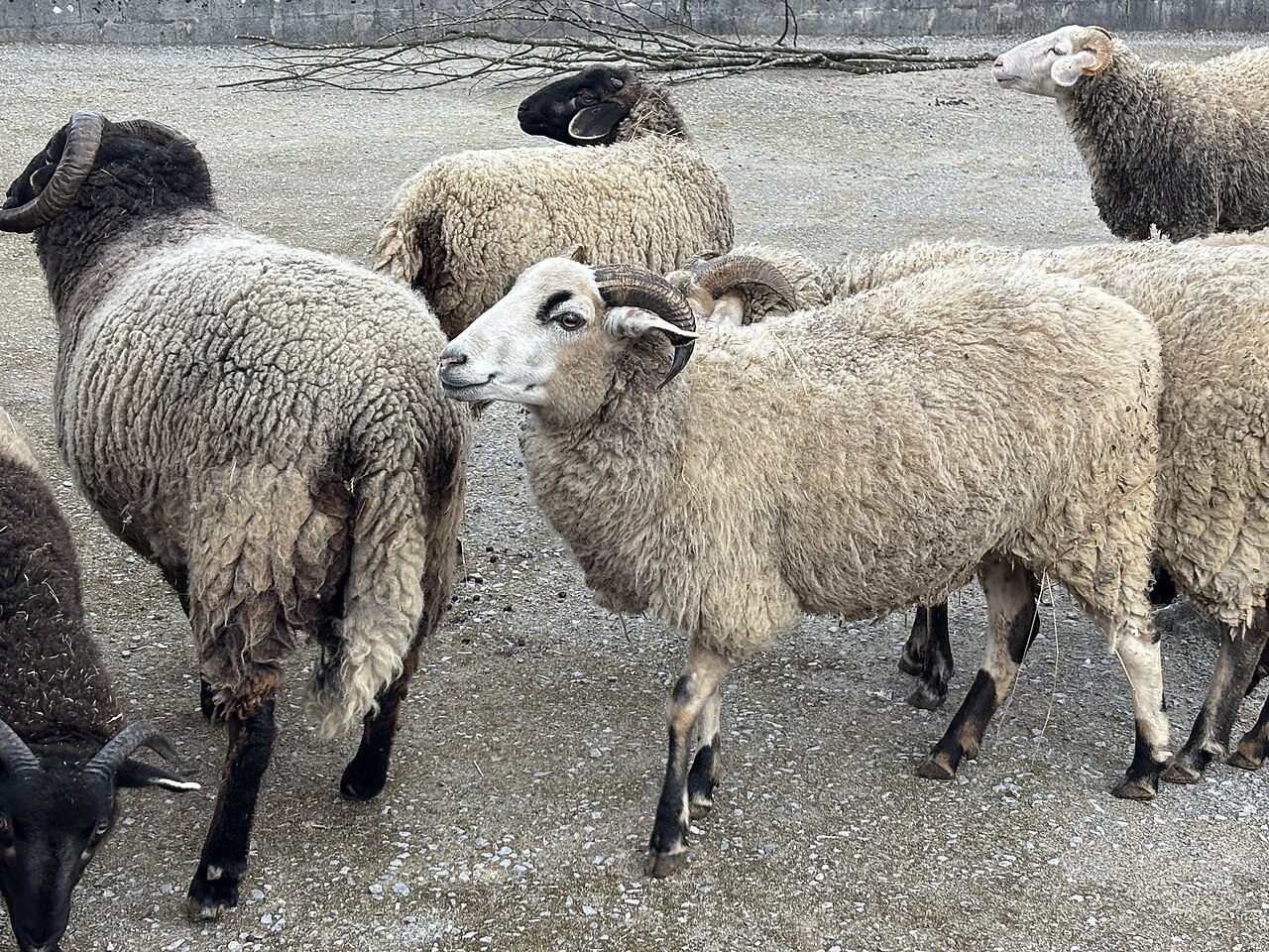 Bündner Oberländerschaf