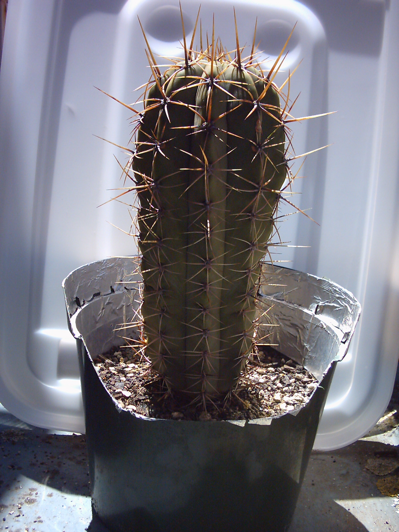 Echinopsis macrogona