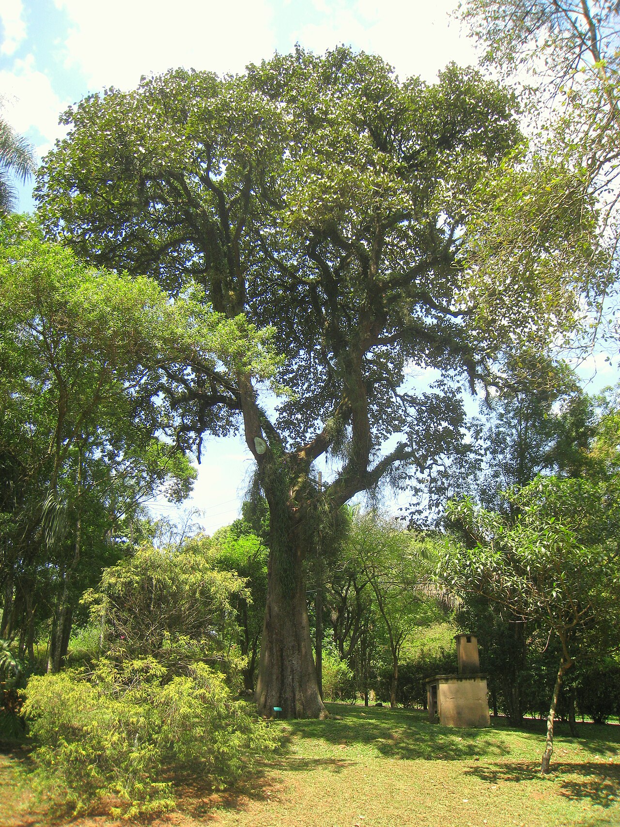 Luehea grandiflora