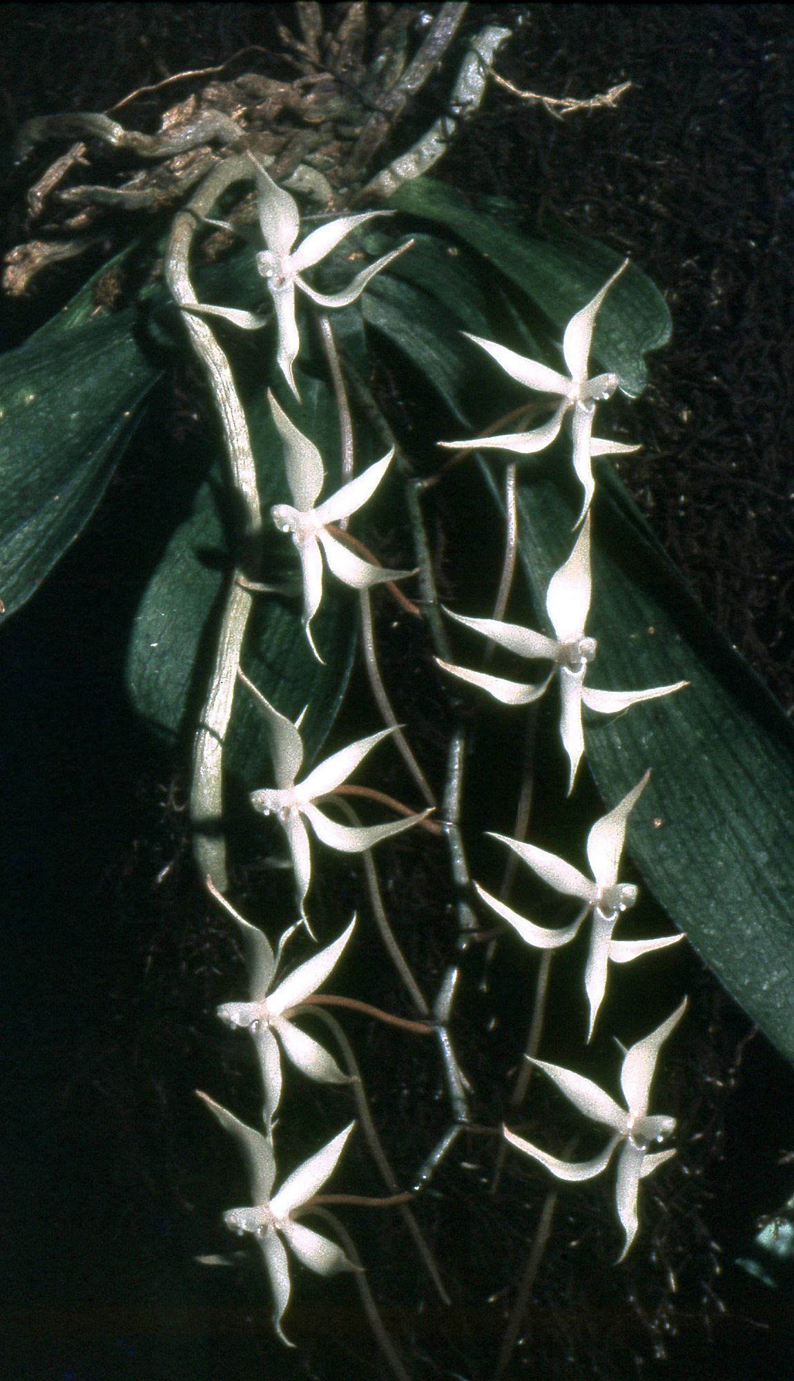 Aerangis thomsonii