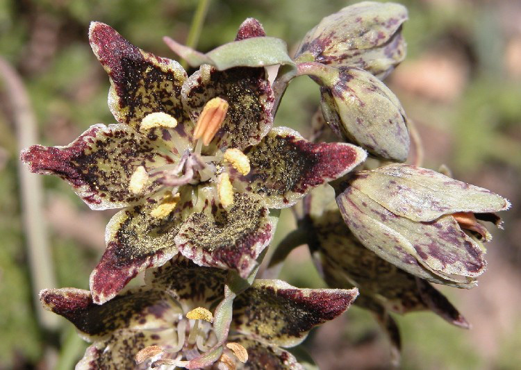 Fritillaria pinetorum