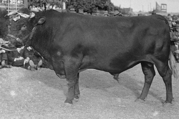 Illawarra cattle