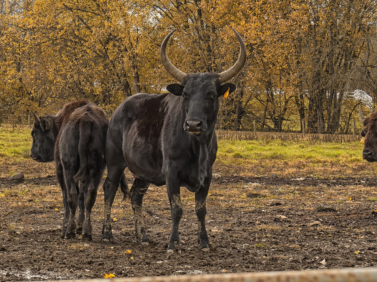 beefalo