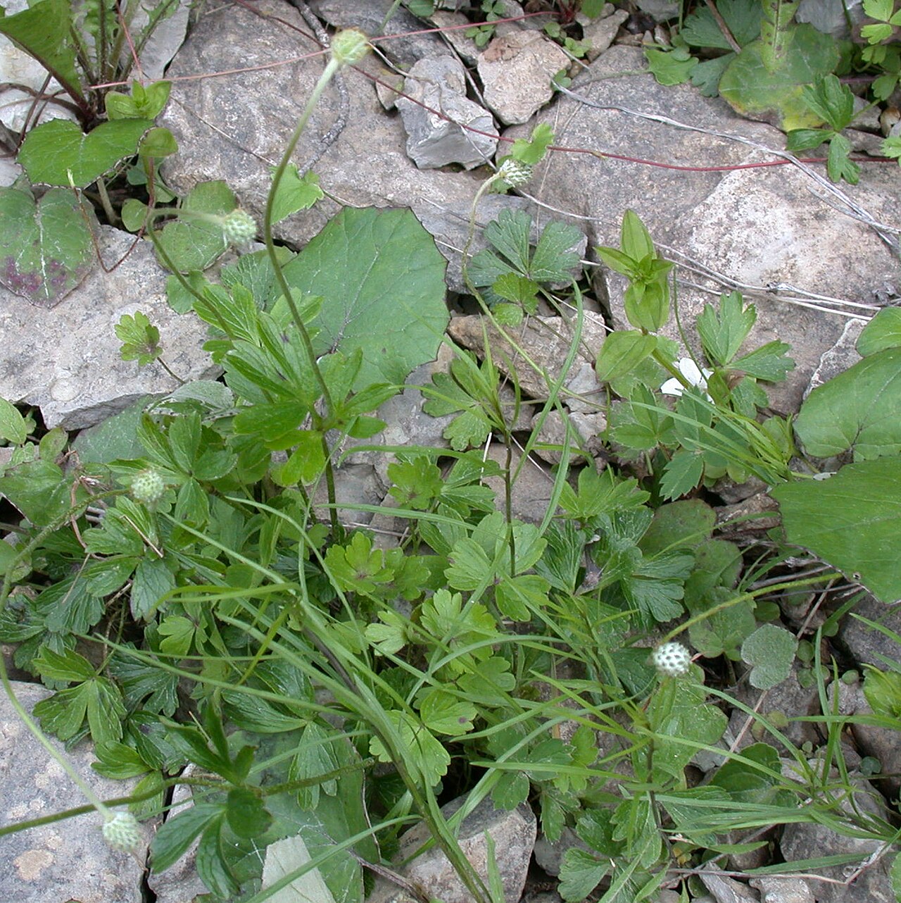Anemone parviflora