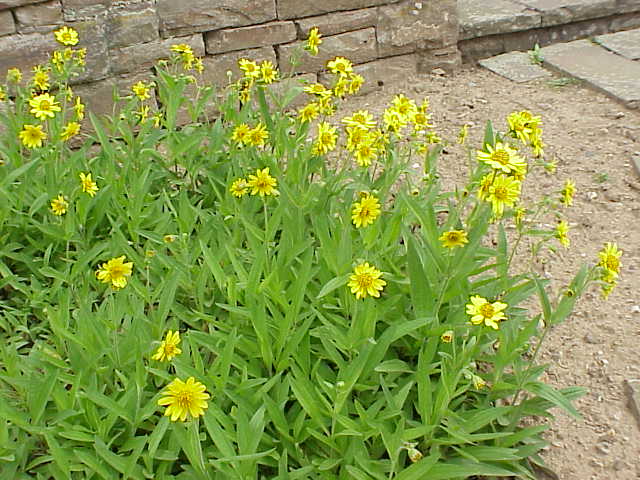 Arnica longifolia