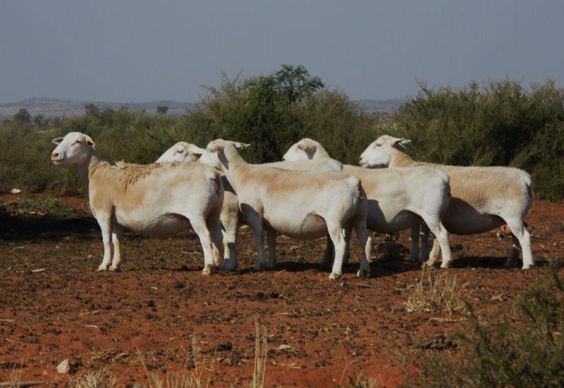 White Dorper