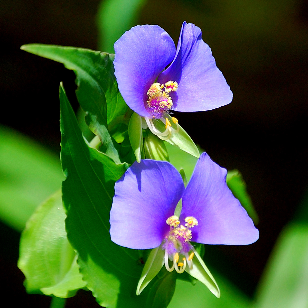 Tinantia anomala