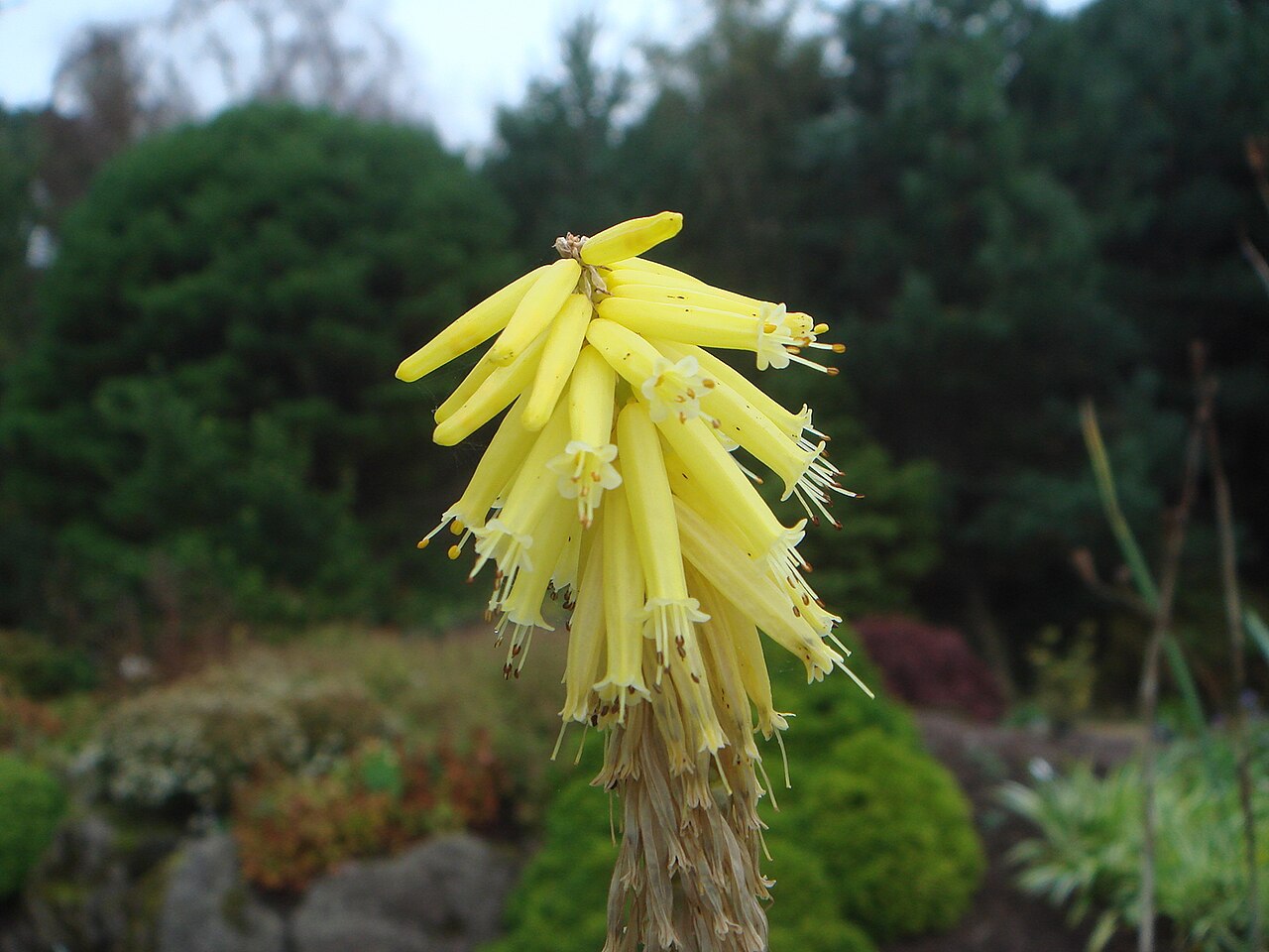 Kniphofia fibrosa