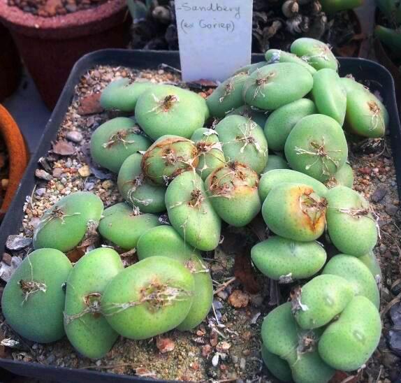 Conophytum ernstii