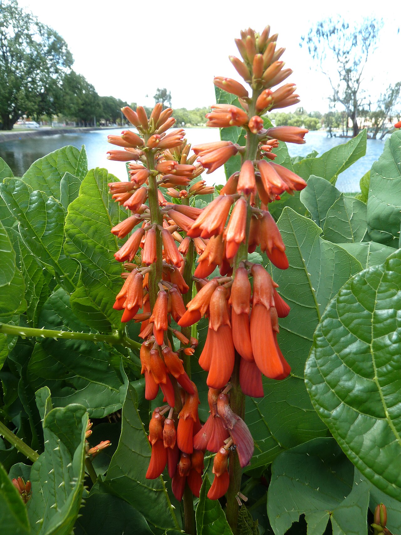 Erythrina zeyheri