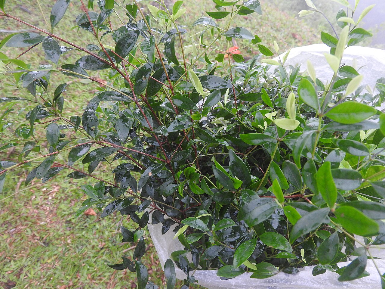 Memecylon agastyamalaianum