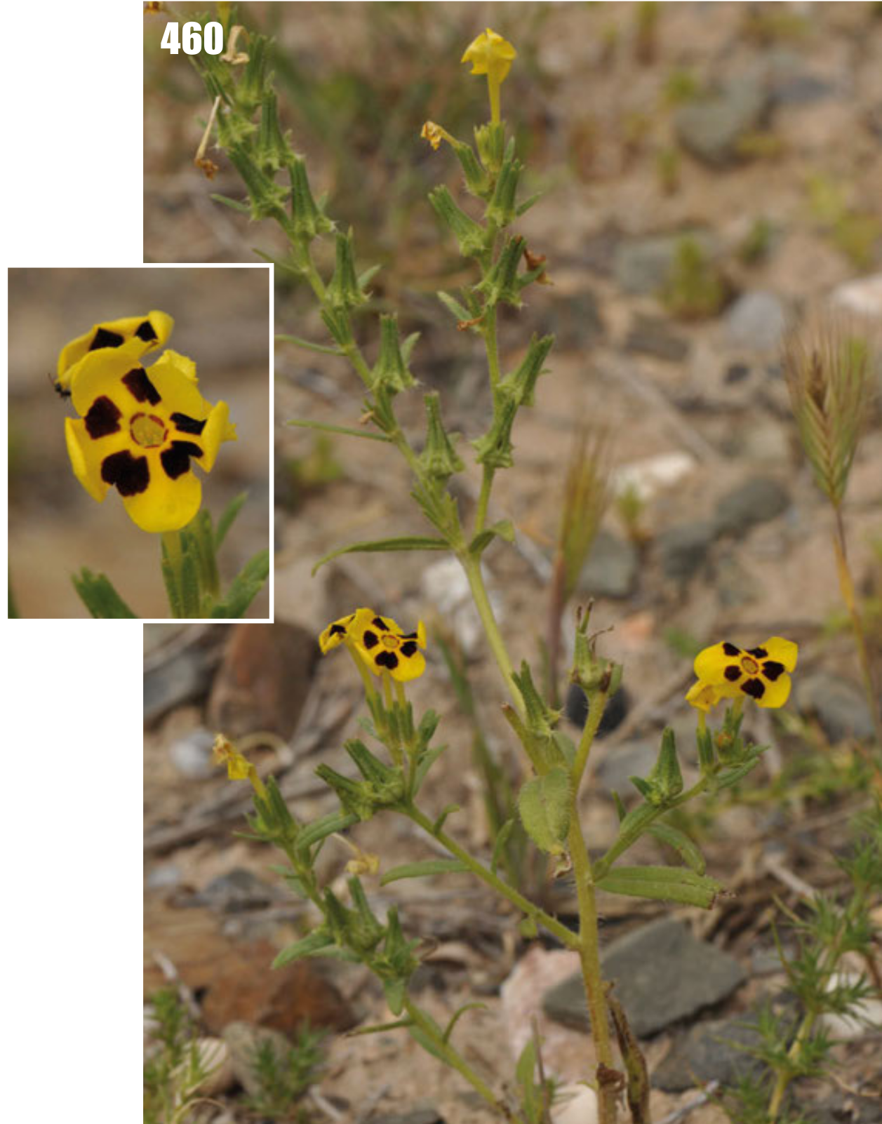 Arnebia grandiflora