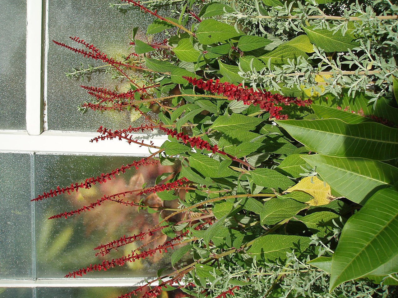 Salvia confertiflora