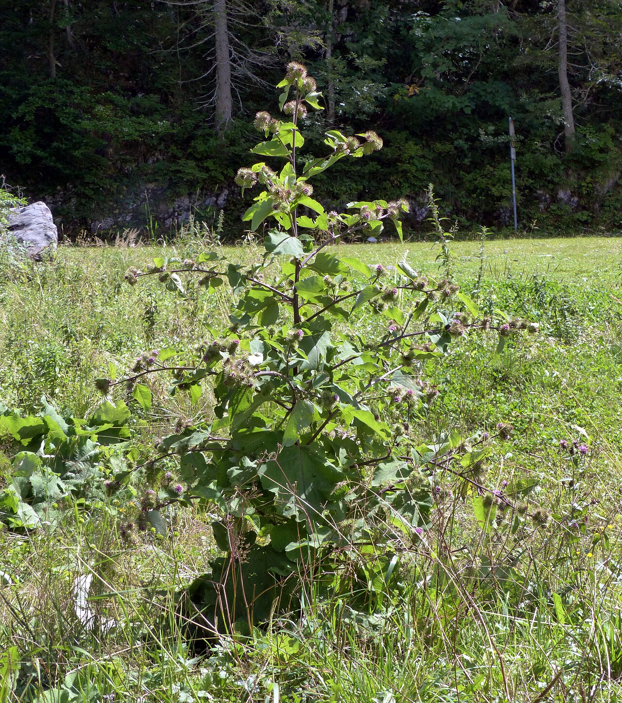 Arctium nemorosum