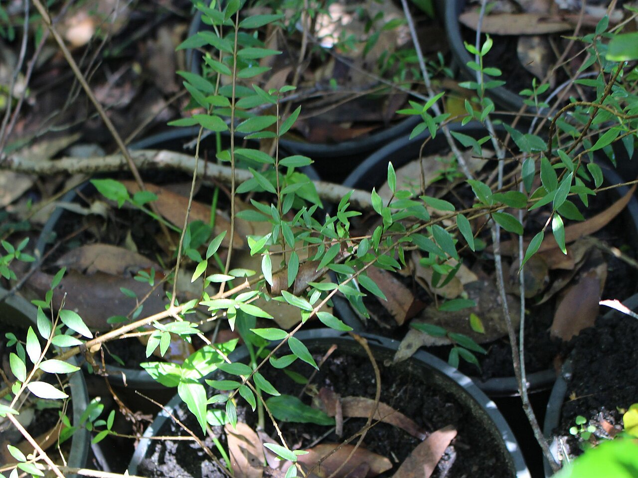 Backhousia oligantha