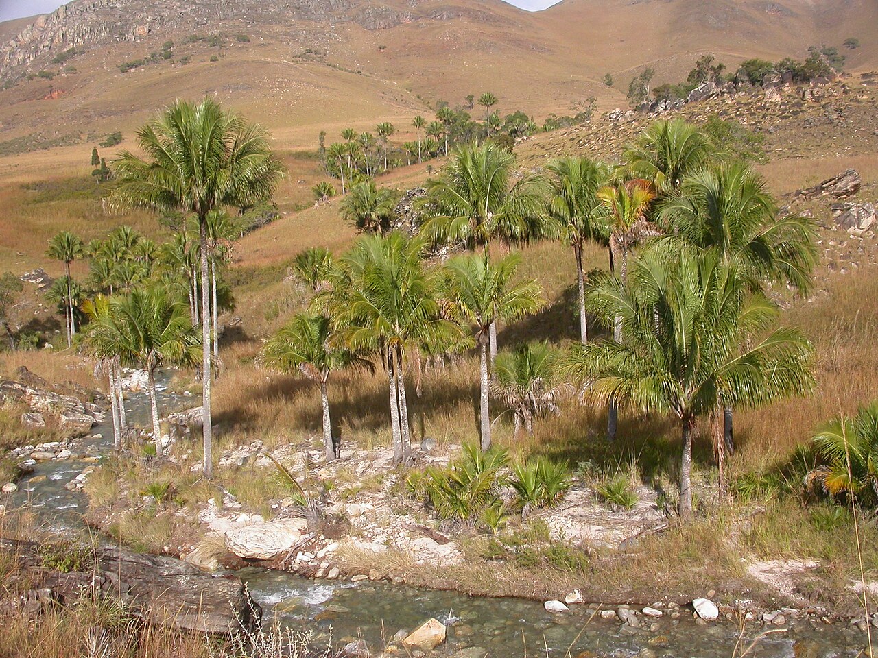 High plateau coconut palm