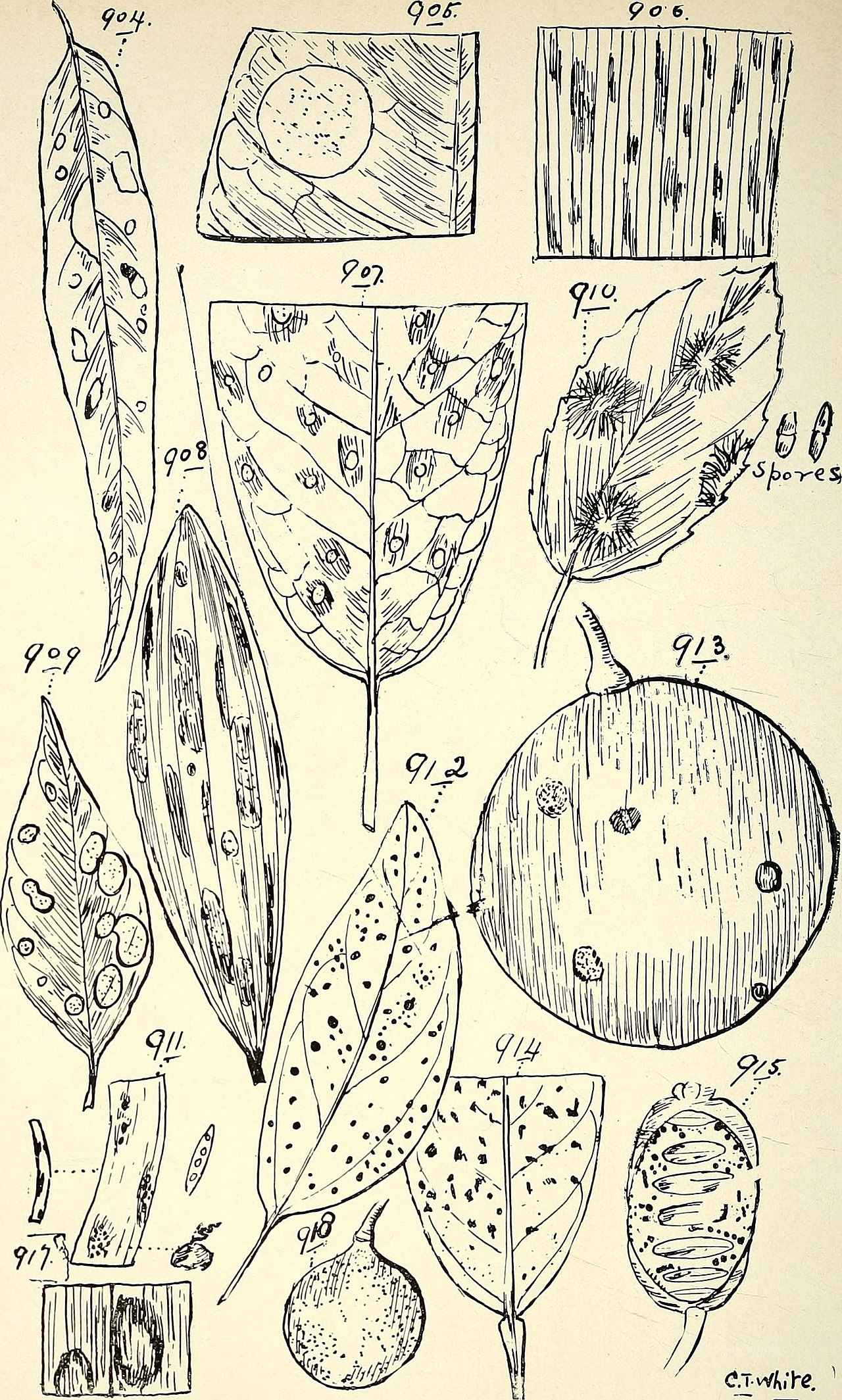 Cinnamomum inconspicuum